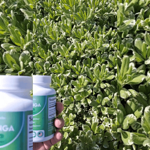 Moringa Fit Vital Energía Natural