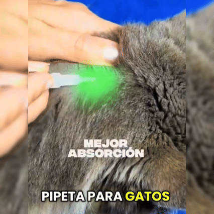 Protector Antipulgas y Garrapatas Fácil